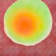 "Lecanora Muralis 3" by Carla Contreras